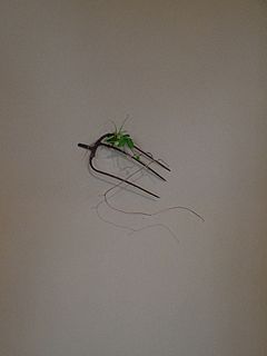 なげいれ作品・葛の蔓(枯れもの)、蛇苺、貝母百合(ばいもゆり)