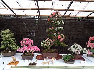 大宮八幡宮サツキ展