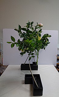 いけばな作品・イボタ、芍薬、スターチス
