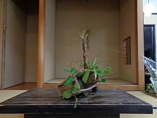 なげいれ作品・真竹、深山木天蓼、九階草、、芒、升草