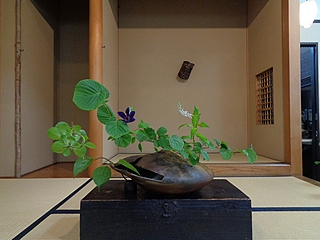 なげいれ作品・土佐水木、鉄仙、岡虎の尾、蔓梅擬