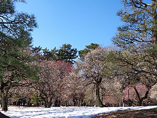 小金井公園の梅林