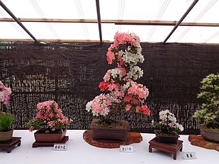 大宮八幡宮でのサツキ展