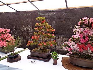 大宮八幡宮でのサツキ展