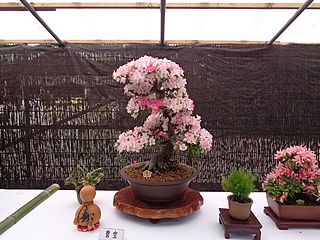 大宮八幡宮でのサツキ展