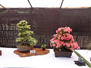 大宮八幡宮でのサツキ展