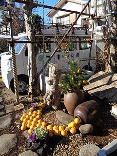 夫の庭飾り・松、千両、夏みかん、シークワーサー、葉牡丹